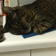 Illustration for article titled Cat dreams?